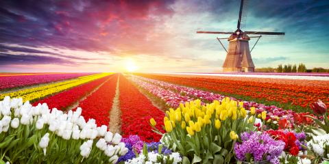 Titelbild für Blütenzauber in Holland 2024